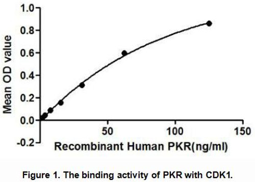 Human Active Protein Kinase R (PKR)