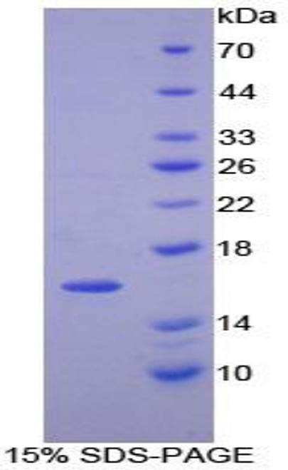 Mouse Recombinant Platelet Derived Growth Factor AA (PDGFAA)