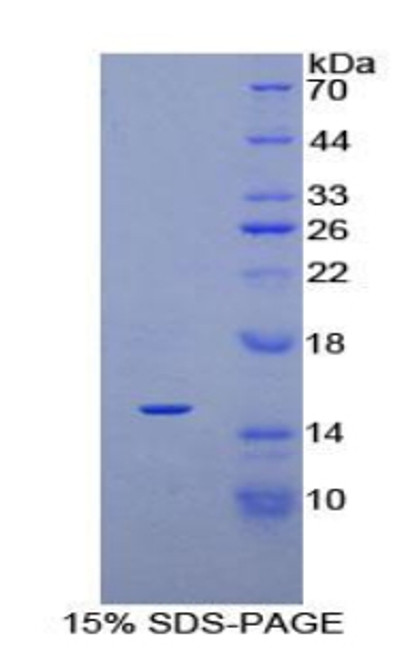 Rat Recombinant Platelet Derived Growth Factor AA (PDGFAA)