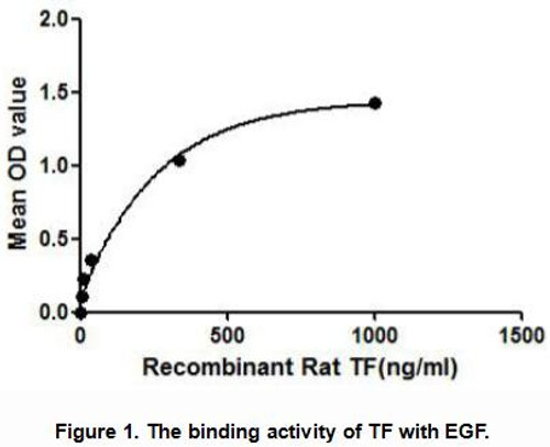 Rat Active Tissue Factor (TF)
