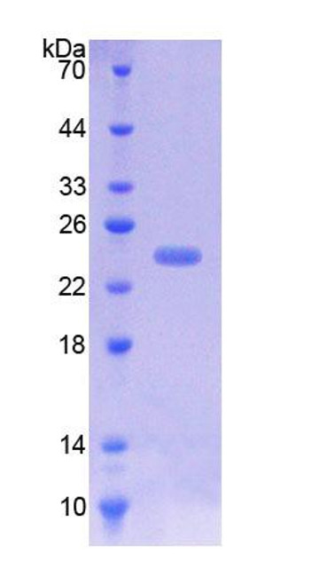 Pig Recombinant Intercellular Adhesion Molecule 1 (ICAM1)