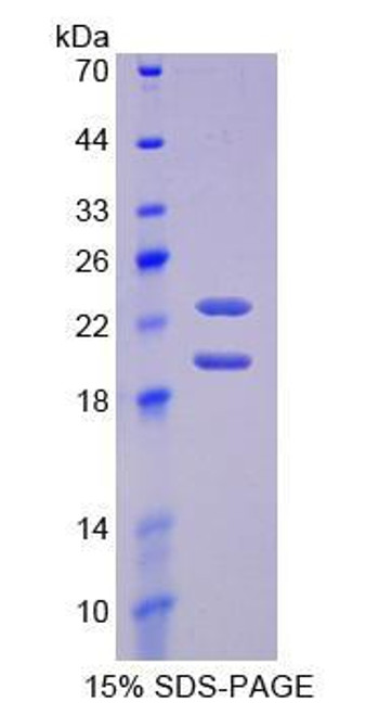 Mouse Recombinant Fibroblast Growth Factor 2, Basic (FGF2)