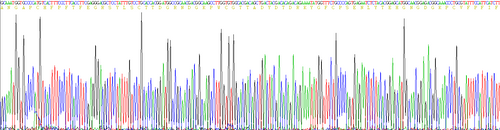 Rat Recombinant Matrix Metalloproteinase 9 (MMP9)