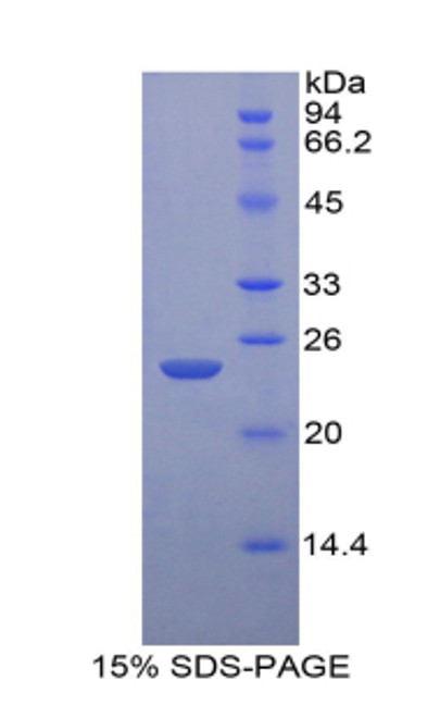 Guinea pig Recombinant Interleukin 1 Beta (IL1b)