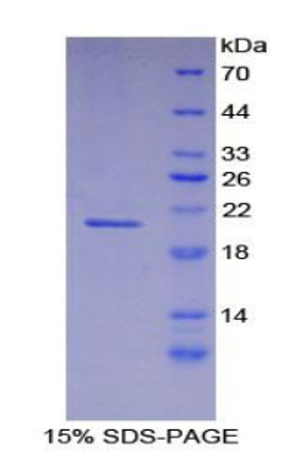 Mouse Recombinant Fibrillin 1 (FBN1)