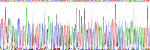 Human Eukaryotic Granzyme A (GZMA)