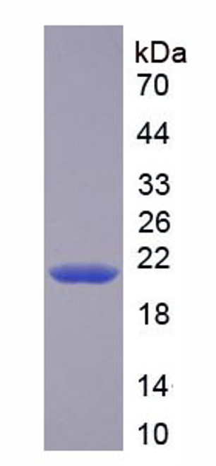 Rat Recombinant Caspase 3 (CASP3)