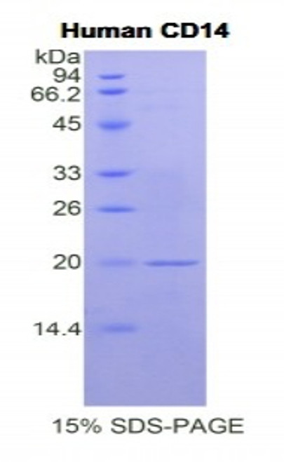 Human Recombinant Cluster Of Differentiation 14 (CD14)