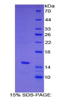 Mouse Recombinant Heparanase (HPA)