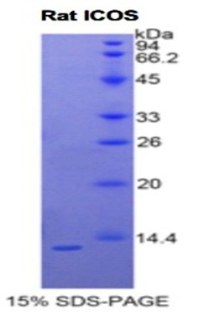 Rat Recombinant Inducible T-Cell Co Stimulator (ICOS)