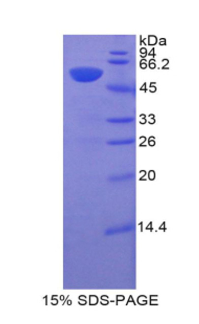 Pig Recombinant Hypoxia Inducible Factor 1 Alpha (HIF1a)