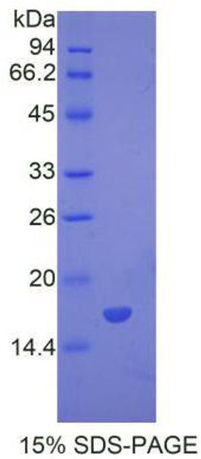 Mouse Recombinant Bone Morphogenetic Protein 7 (BMP7)