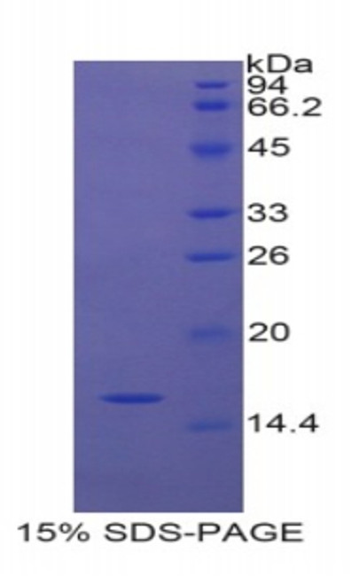 Rat Recombinant Nitric Oxide Synthase 1, Neuronal (NOS1)