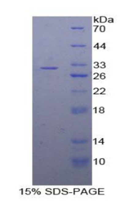 Human Recombinant B-Lymphocyte Activation Antigen B7-2 (LAB7-2)