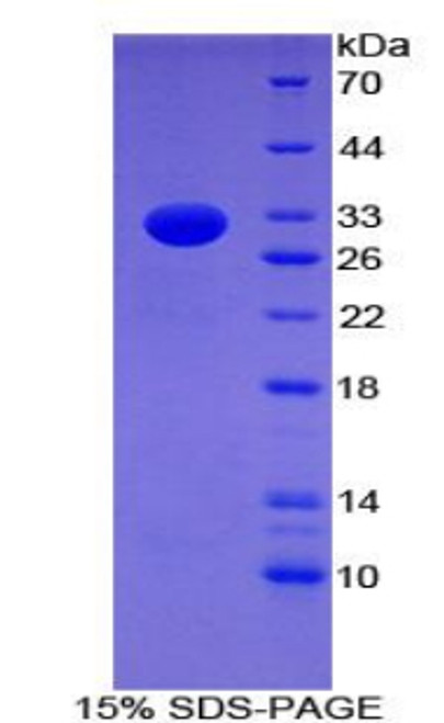 Mouse Recombinant B-Lymphocyte Activation Antigen B7-2 (LAB7-2)