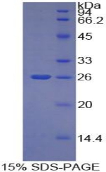 Mouse Recombinant Tumor Necrosis Factor Ligand Superfamily, Member 14 (TNFSF14)
