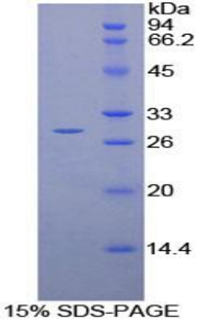 Rat Recombinant Von Willebrand Factor A Domain Containing Protein 1 (vWA1)