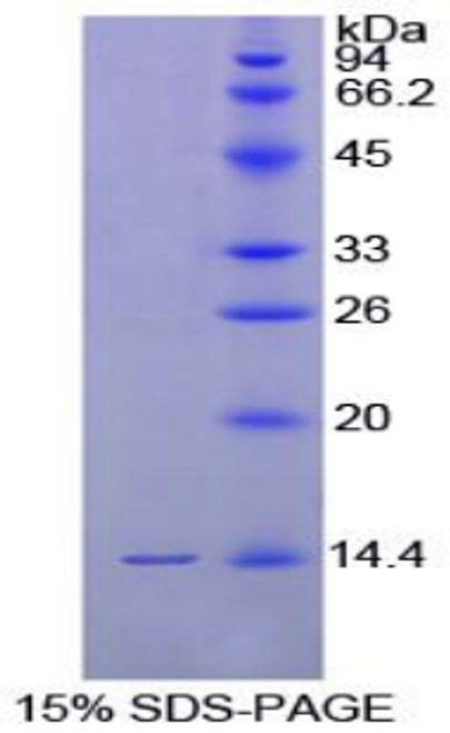 Chicken Recombinant Gonadotropin Releasing Hormone (GnRH)