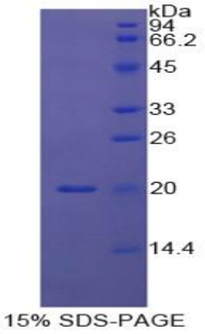 Cattle Recombinant Caspase 8 (CASP8)