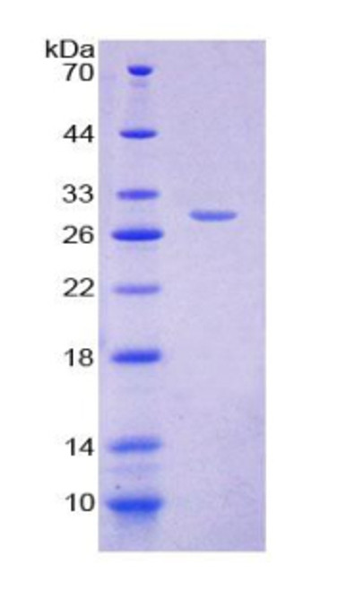 Rat Recombinant Glutamyl Aminopeptidase (GluAP)