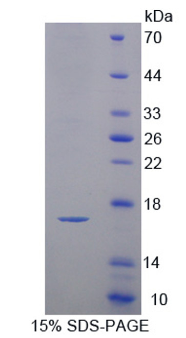 Mouse Recombinant Cystatin 3 (CST3)