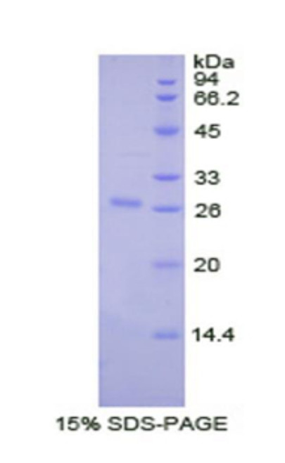 Dog Recombinant Osteopontin (OPN)