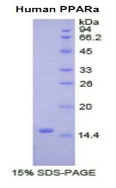 Human Recombinant Peroxisome Proliferator Activated Receptor Alpha (PPARa)