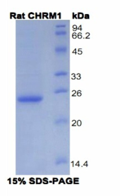 Rat Recombinant Cholinergic Receptor, Muscarinic 1 (CHRM1)