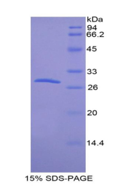 Mouse Recombinant Cadherin, Placental (CDHP)