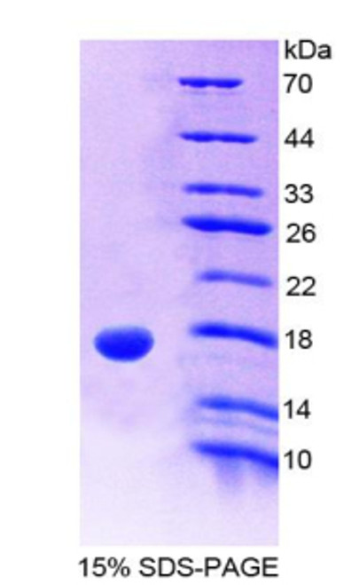 Mouse Recombinant Glycoprotein Ib Beta Polypeptide, Platelet (GP1Bb)