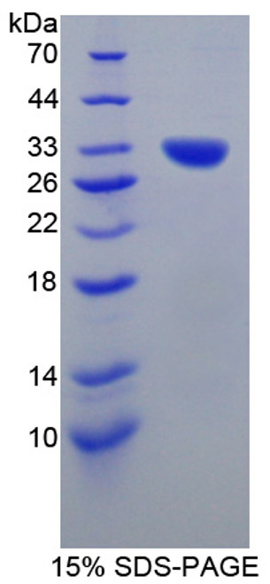 Mouse Recombinant Contactin Associated Protein 1 (CNTNAP1)