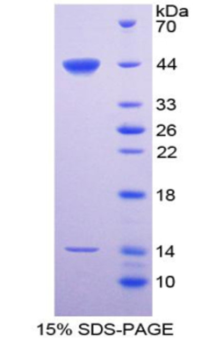 Rat Recombinant Surfactant Associated Protein D (SPD)