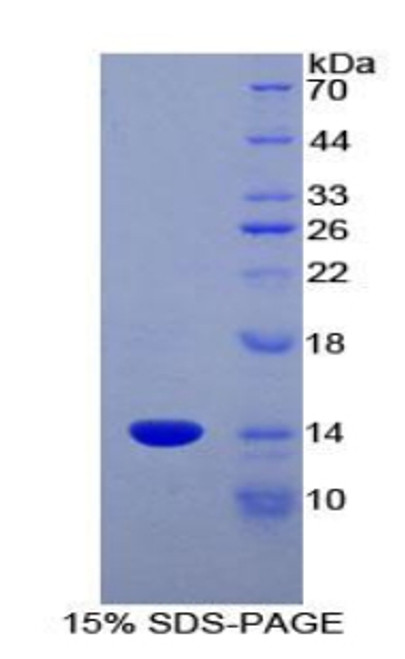 Rat Recombinant Macrophage Inflammatory Protein Related Protein 1 (MRP1)