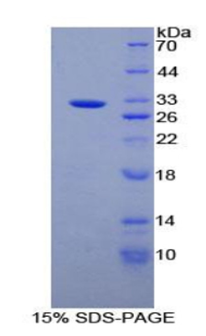 Rat Recombinant Alanine Aminopeptidase (AAP)