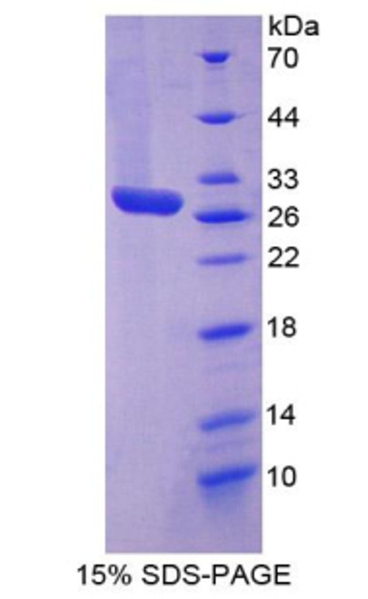 Cattle Recombinant Clusterin (CLU)