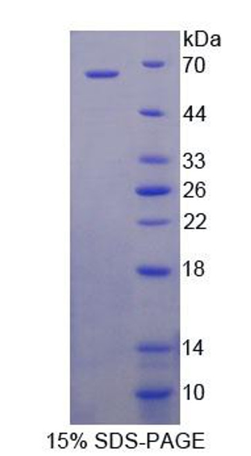 Mouse Recombinant Taxilin Alpha (TXLNa)