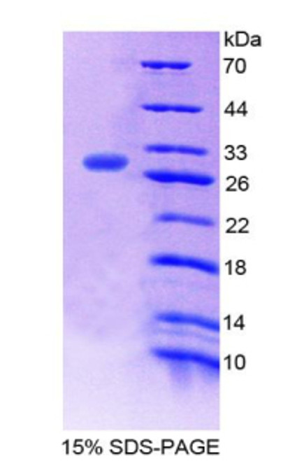 Mouse Recombinant Sperm Specific Antigen 2 (SSFA2)