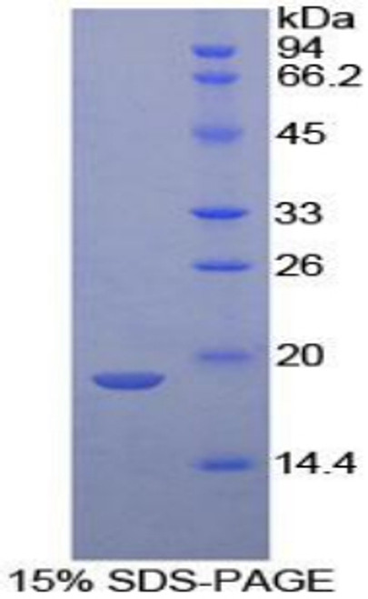 Mouse Recombinant Neurotensin (NT)