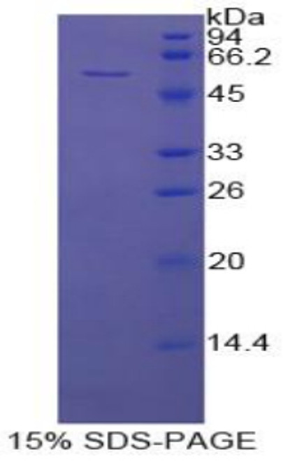 Cattle Recombinant Fibrinogen Beta (FGb)