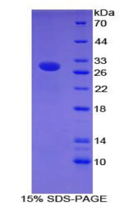 Mouse Recombinant Contactin Associated Protein Like Protein 4 (CNTNAP4)