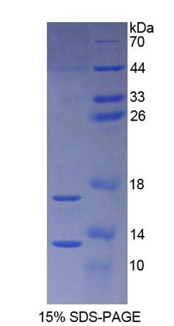 Rat Recombinant Synuclein Alpha (SNCa)
