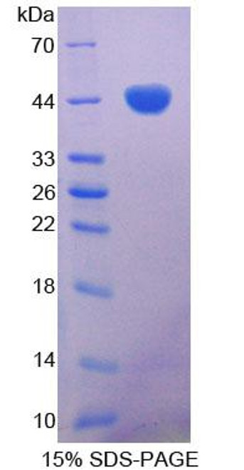 Dog Recombinant Gastrin (GT)