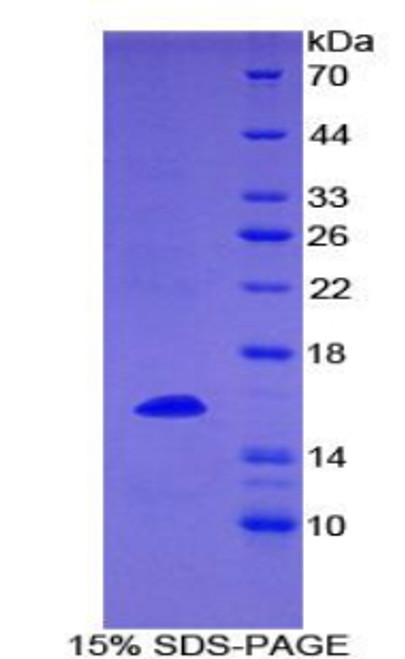 Mouse Recombinant Tumor Necrosis Factor Ligand Superfamily, Member 7 (TNFSF7)