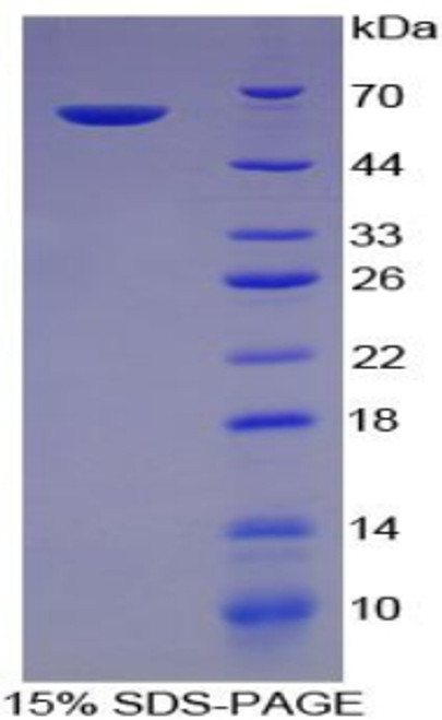 Cattle Recombinant Integrin Alpha 5 (ITGa5)