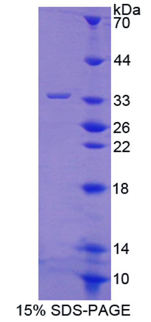 Mouse Recombinant Protein Tyrosine Phosphatase Receptor Type O (PTPRO)