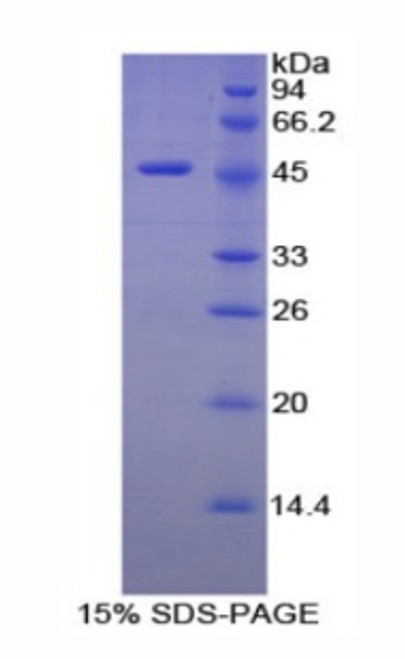 Mouse Recombinant Elastin (ELN)