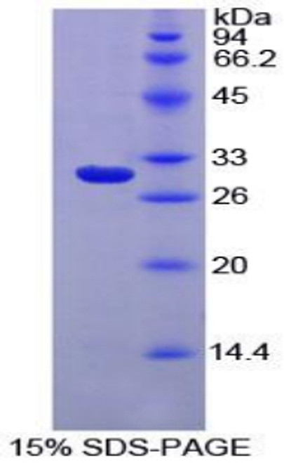 Rat Recombinant Macrophage Expressed Protein 1 (MPG1)