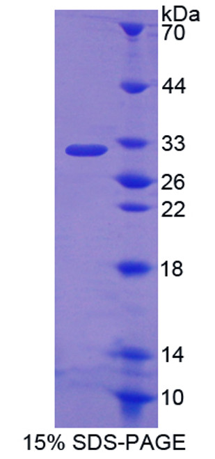 Rat Recombinant Fc Fragment Of IgA Receptor (FcaR)