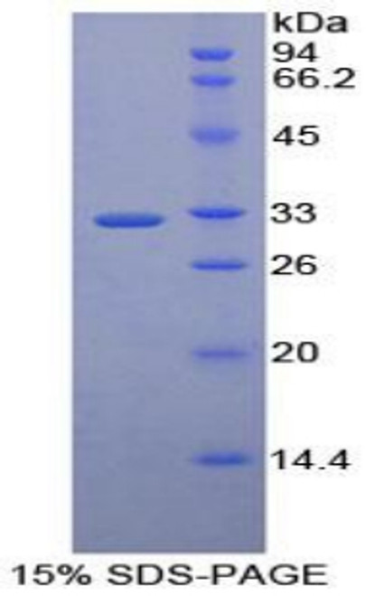 Human Recombinant Macrophage Erythroblast Attacher (MAEA)