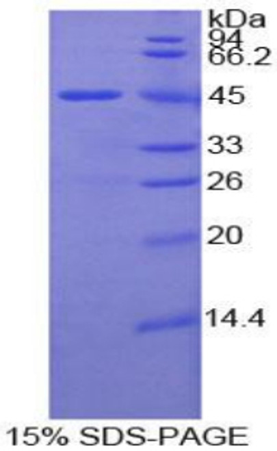 Mouse Recombinant Lysosomal Associated Membrane Protein 2 (LAMP2)